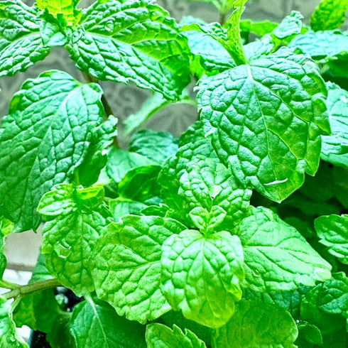 Sets 2 3.5" 5-9" TANKDA Live Mint Plants Herb in Pot, Fresh Spearmint for Indoor Outdoor Growing, Spring Planting