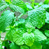 Sets 2 3.5" 5-9" TANKDA Live Mint Plants Herb in Pot, Fresh Spearmint for Indoor Outdoor Growing, Spring Planting