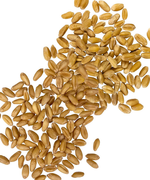 2 lbs (1 lb Palouse Brand Certified Glyphosate Residue Free Hard and Soft White Wheat Berries | | Non-GMO Project