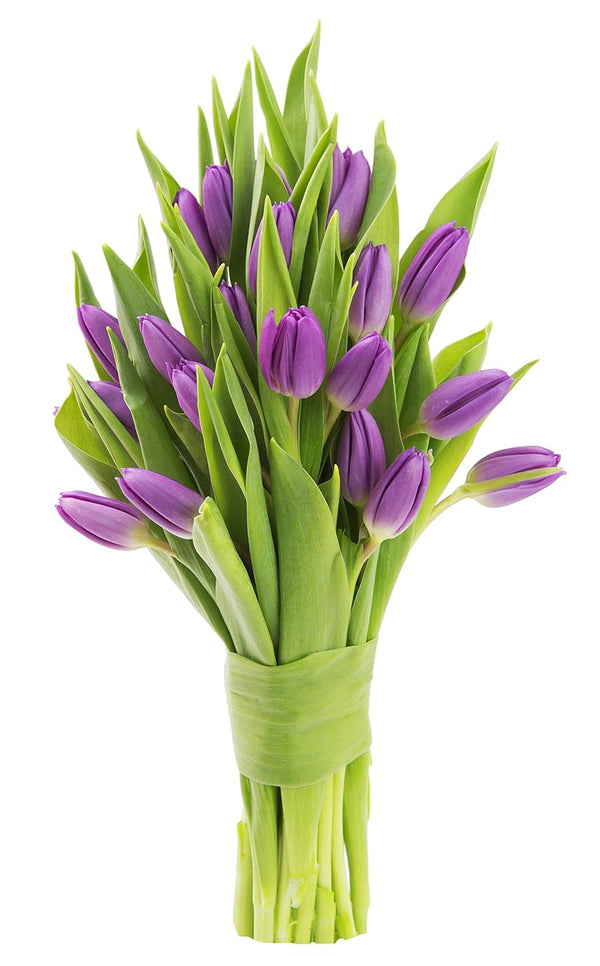 Blooms2Door - Farm Fresh 20 Purple Tulips Fresh without vase - Fresh