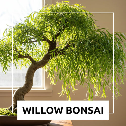 5 Abbys Willow Bonsai Forest Willow Cuttings Easy-to-Grow, Miniature Trees for Indoor or Outdoor Gardens