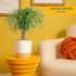 12-24 Inches Costa Farms Ponytail Palm Live Plant in Decorative Pot, Easy to Maintain Indoor Houseplant, Perfect