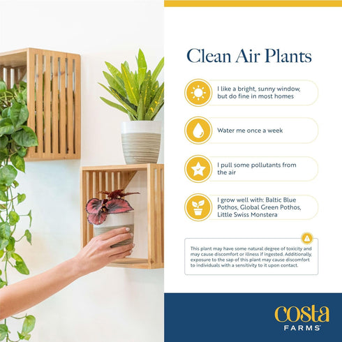 (3-Pack), Costa Farms Live Indoor House Plants Hand Selected Easy to Maintain Indoor Assorted Houseplants in Plant