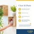 (3-Pack), Costa Farms Live Indoor House Plants Hand Selected Easy to Maintain Indoor Assorted Houseplants in Plant