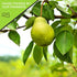 (32oz, 2 LB) NUT CRAVINGS - Dried California Pears, No Sugar Added, Unsweetened Sweet Healthy Snack, Vegan, Kosher