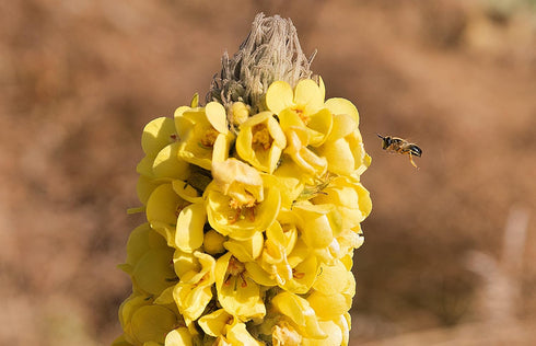 100% Dried Mullein Flowers (Verbascum thapsus), Net Weight: 0.52oz / 15g, Soothing Tea with Many Benefits