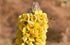 100% Dried Mullein Flowers (Verbascum thapsus), Net Weight: 0.52oz / 15g, Soothing Tea with Many Benefits