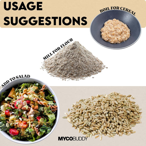 Myco Buddy 5 lbs Organic Rye Berries - Non-GMO, Kosher, Raw Whole Grain, Bulk Seeds - Product of USA