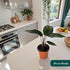 6" Calathea Beauty Star Live Plant in Growers Pot Easy Care Indoor Houseplant, Low Maintenance Tropical Prayer Plant