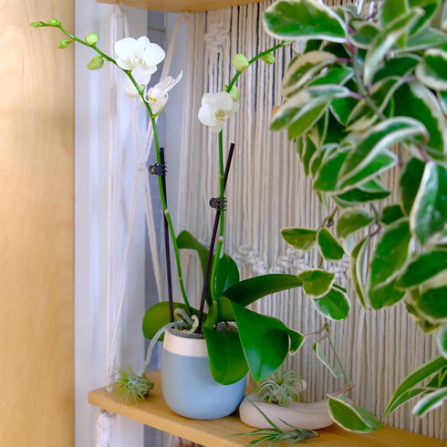 3.5" 16" Premium White Live Orchid Plant Blooming in Blue & White Orchid Pot, Live Plants, Houseplant Gifts, Approx.