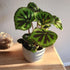 6" Begonia Masoniana Rock, Live Houseplant Decor in White Pot, Textured Leaves, Easy Botanical Gift, Iron Cross