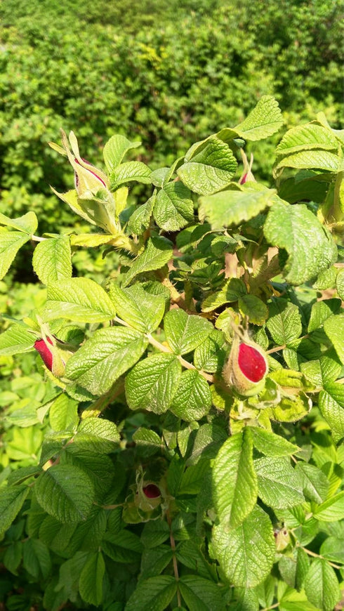 TooGet Natural Red Rose Buds, Organic Dried Flowers, Culinary Food Grade - 8 OZ