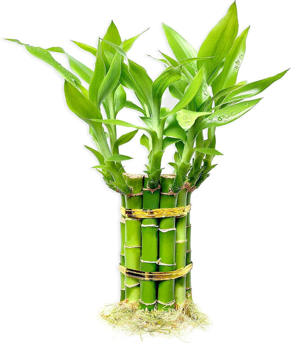 Lucky Bamboo Plants Live Indoor (10 Stalks, 4 Inch) - Fresh House