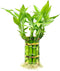 Lucky Bamboo Plants Live Indoor (10 Stalks, 4 Inch) - Fresh House