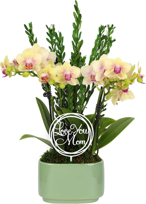 Green Circle Growers 4" Yellow Orchid Duo in Sage Green Pot with