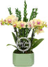 Green Circle Growers 4" Yellow Orchid Duo in Sage Green Pot with
