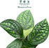 4" CoollectivePlants Monstera Peru | Live Indoor Houseplant in Pot, Easy Care, Low Maintenance, Drought-Tolerant