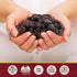 (20 Oz) Traina Home Grown California Sun Dried Bing Cherries - Healthy & Non-GMO, Natural Sweet Flavor Fruit No Sugar