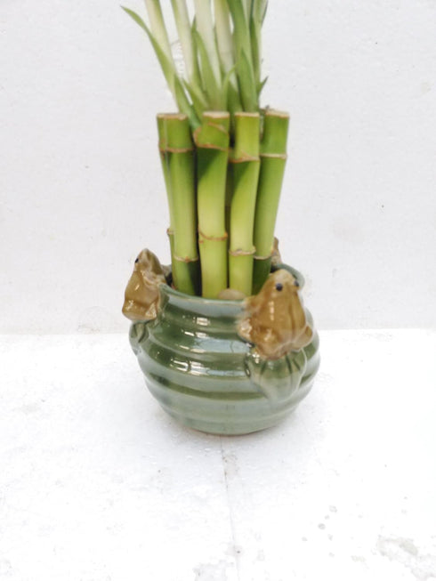 JM BAMBOO 6'' Creative Frogs with Lucky Bamboo/butterfly Unique Design From