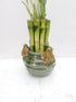 JM BAMBOO 6'' Creative Frogs with Lucky Bamboo/butterfly Unique Design From