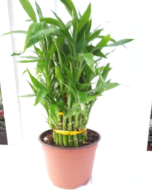 JM BAMBOO 3 Tier 4" 6" 8" Lucky Bamboo 6'' Pot for Feng Shui/Unique