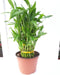 JM BAMBOO 3 Tier 4" 6" 8" Lucky Bamboo 6'' Pot for Feng Shui/Unique