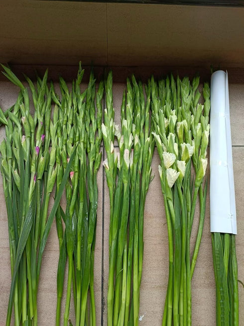 Cassiolina 10 Fresh Cut Gladiolus Flowers, Long Stem Bouquet, Stems, Sword Lily for Home Wedding Party Vase Decor