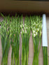 Cassiolina 10 Fresh Cut Gladiolus Flowers, Long Stem Bouquet, Stems, Sword Lily for Home Wedding Party Vase Decor