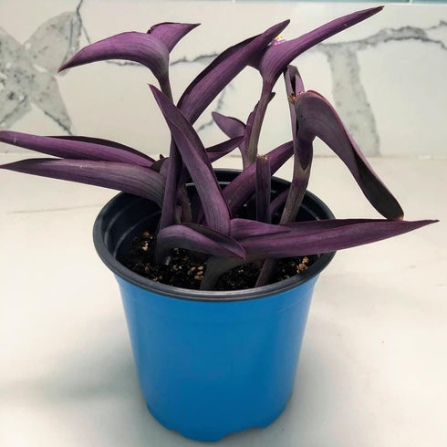 5 Inchplant Blissful Purple Heart Cuttings Wandering Jews Tradescantia Spiderwort Purple Trailing Plant Colorful Air