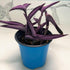 5 Inchplant Blissful Purple Heart Cuttings Wandering Jews Tradescantia Spiderwort Purple Trailing Plant Colorful Air