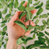 2.8 oz, GranAroma Dried Spearmint Leaves, Refreshing & Aromatic, Drinks & Teas, Crisp Herb