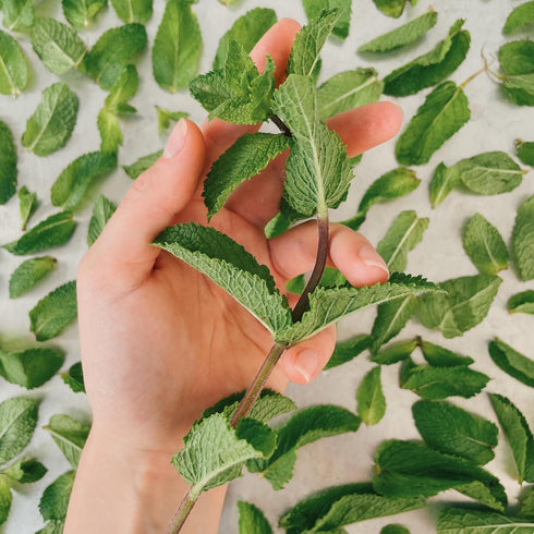 (5.4 GranAroma Dried Spearmint Leaves, Refreshing & Aromatic, Drinks & Teas, Crisp Herb Ounce)