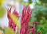 8 Food to Live Amaranth Flakes, Ounces Flaked Whole Amaranth Seeds, Vegan. Natural Thickener. Good Source of Protein.