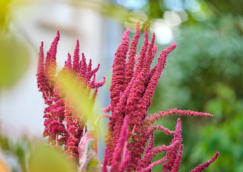 2 Food to Live Amaranth Flakes Pounds Flaked Whole Amaranth Seeds, Vegan. Natural Thickener. Good Source of Protein.