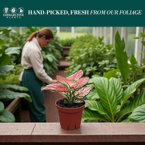 4" CoollectivePlants Aglaonema Cherry Live Plant in Pot Chinese Evergreen Indoor Houseplant, Pink & Green Foliage, Easy