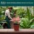 4" CoollectivePlants Aglaonema Cherry Live Plant in Pot Chinese Evergreen Indoor Houseplant, Pink & Green Foliage, Easy