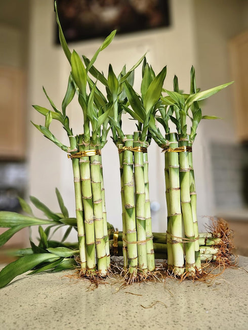 Generic 6 Lucky Bamboo 8" Home Decor, Office Desk, Gift, Feng Shui, Indoor