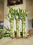 Generic 6 Lucky Bamboo 8" Home Decor, Office Desk, Gift, Feng Shui, Indoor