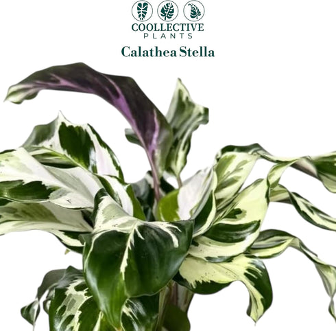 6 CoollectivePlants Calathea Stella Live Indoor Plant in Grower Pot, Easy Care Tropical Houseplant, Pet Friendly Prayer