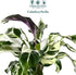 6 CoollectivePlants Calathea Stella Live Indoor Plant in Grower Pot, Easy Care Tropical Houseplant, Pet Friendly Prayer
