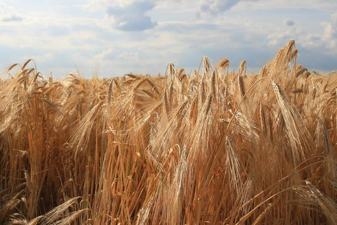 (3.75, Early Morning Harvest Organic Rye Flour Made from Organic, Non-GMO Rye Stone Ground Flour for Bread and Baking