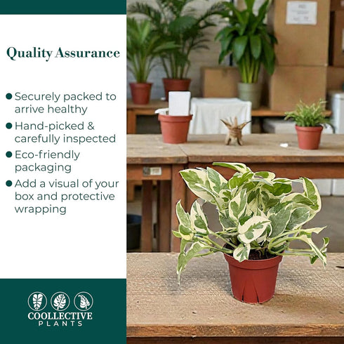 4" CoollectivePlants Pothos NJoy Live Plant in Growers Pot Indoor Low Maintenance Houseplant, Variegated Green & White