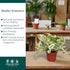 4" CoollectivePlants Pothos NJoy Live Plant in Growers Pot Indoor Low Maintenance Houseplant, Variegated Green & White