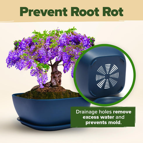 6 HOME GROWN Bonsai Tree Kit Heirloom Varieties with Unique Pots DIY Bonsai Starter Kit for Adults & Beginners