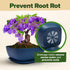 6 HOME GROWN Bonsai Tree Kit Heirloom Varieties with Unique Pots DIY Bonsai Starter Kit for Adults & Beginners