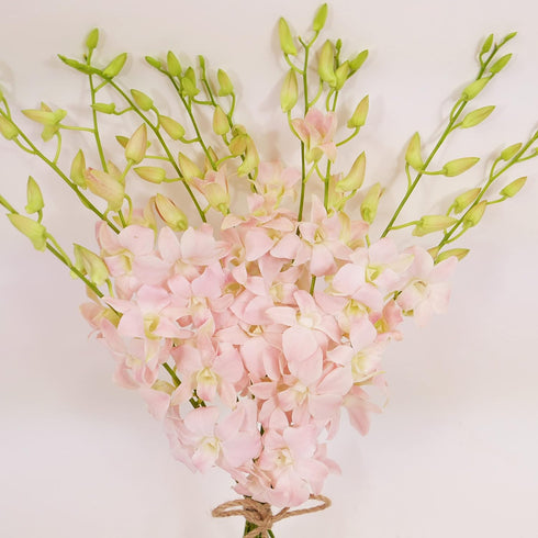 10 Athenas Garden Fresh Cut Peachy Pink Orchids Stems Dendrobium Orchids Flowers with Vase and Rocks