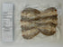 Sun dried seafoods 100g Bisugo Pinakas/Dried Goatfish, Dried Fish, Wild Caught, Chemical Free