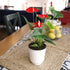 4 Inch Altman Plants Red Anthurium Live Plant Decor in White Plastic Plant Pot, Easy to Grow Desk Plant, Easy Plant