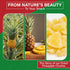 Packed (5lb) We Got Nuts Dried Pineapple Chunks | Freshly Pineapple In A Perfectly Sealed Bag | Healthy Snack Full