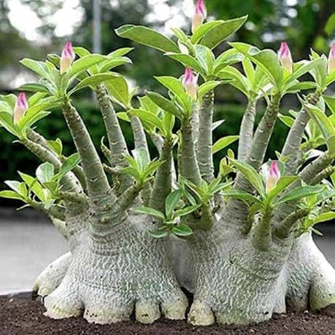 QYTGVSZ (2) Desert Rose Succulent with Vivid Trumpet Drought-Tolerant Caudex Ideal for Windowsills, Desktops & Indoor